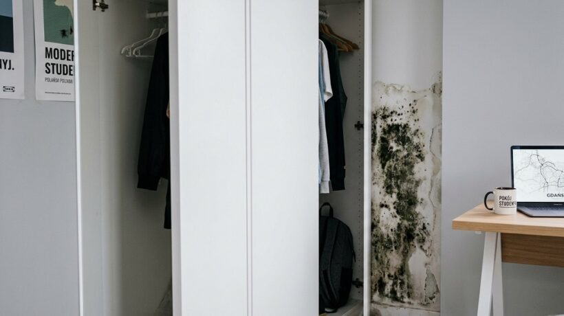 Fungus and mold in a student’s apartment in Gdańsk: What to do?
